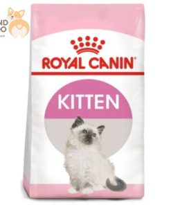 kitten-food